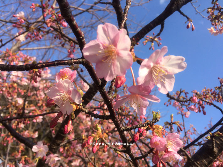 21.大島桜・河津桜・初島桜・熱海桜・ソメイヨシノ