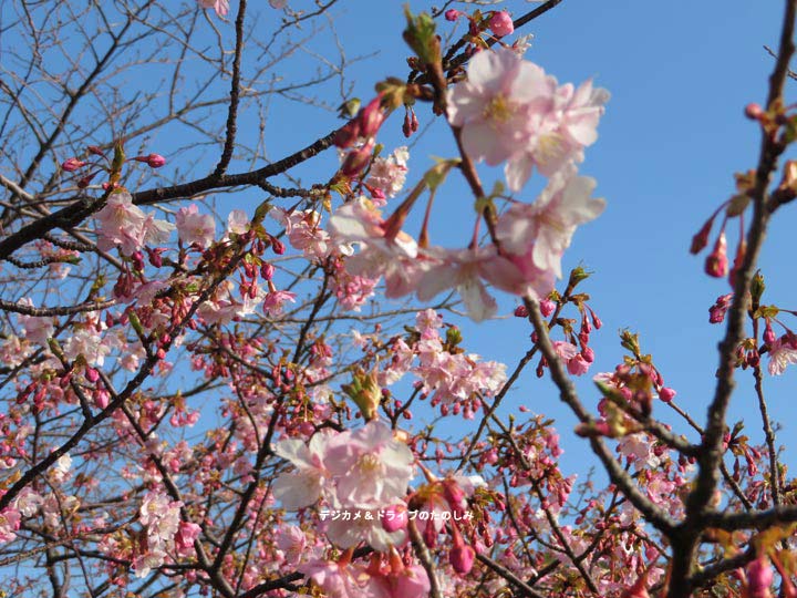 22.大島桜・河津桜・初島桜・熱海桜・ソメイヨシノ