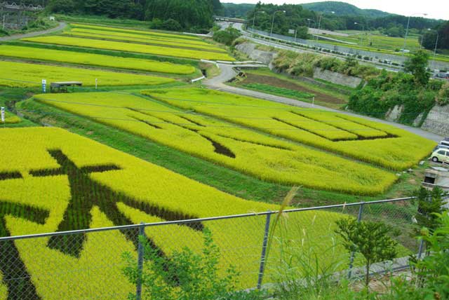 2.風林火山 稲穂アート：中央道 長坂SA 