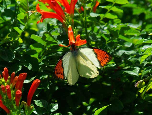 7.珍しい蝶も、ごあいさつ