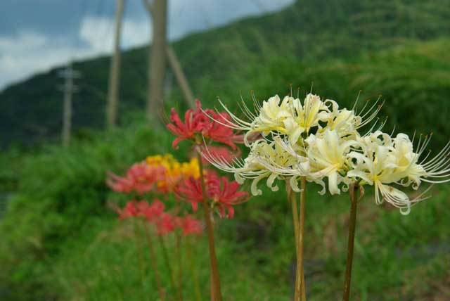 8.彼岸花が、４色