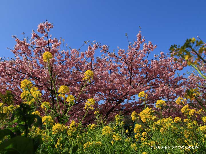 3.菜の花