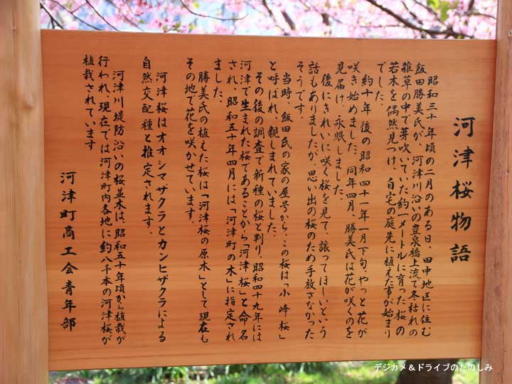 4.河津桜物語