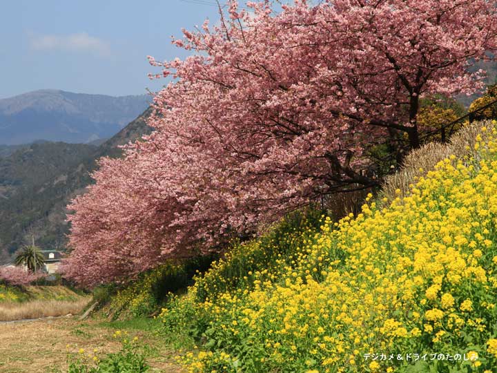 10.河津川から