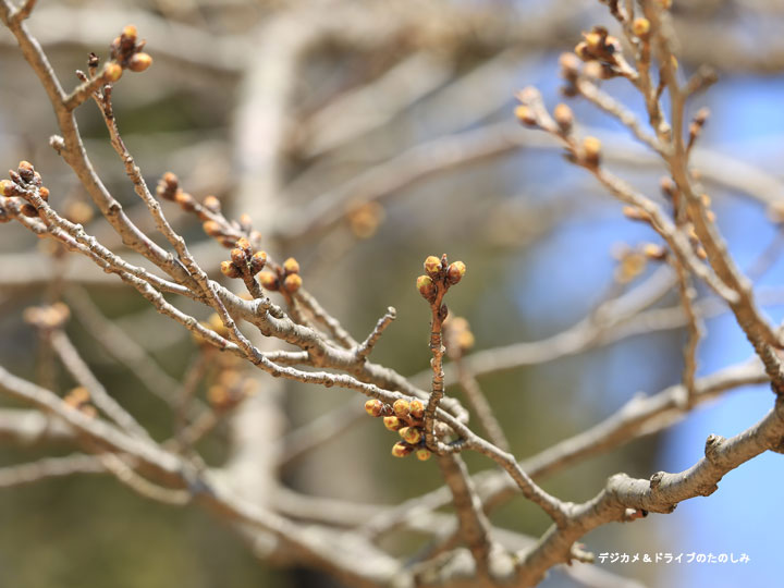 13.桜 つぼみ 