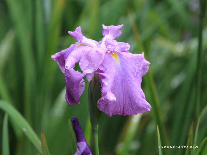 19.紫 菖蒲