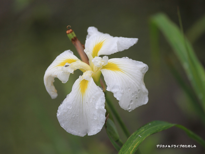 20.白 菖蒲