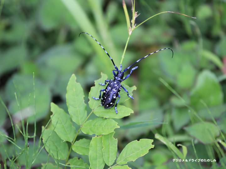 21.カミキリ虫