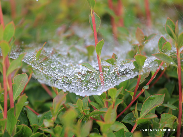 23.雨と蜘蛛の巣