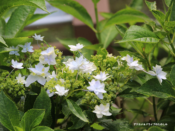 13.墨田の花火