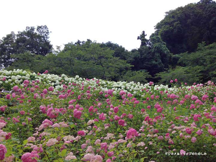 20.アナベル白と桃