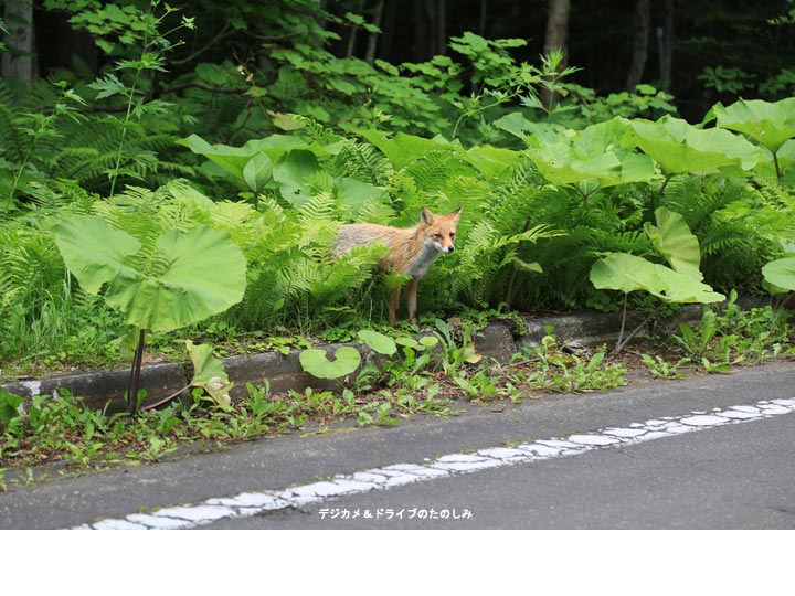 12.おねだりキタキツネ