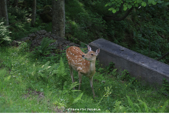 19.道路わきに蝦夷シカ