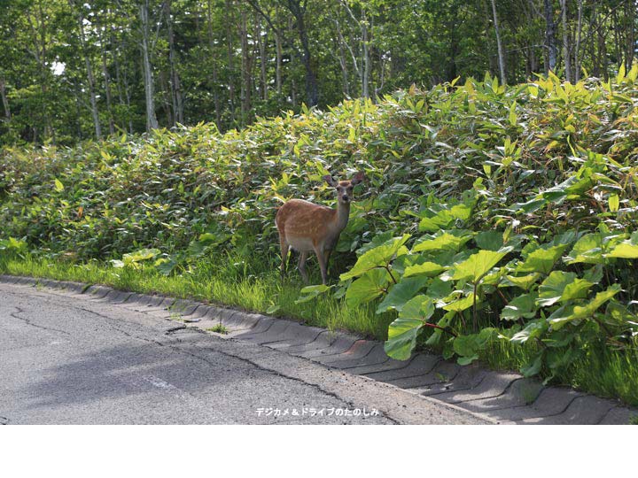 17.蝦夷鹿 道路わきに