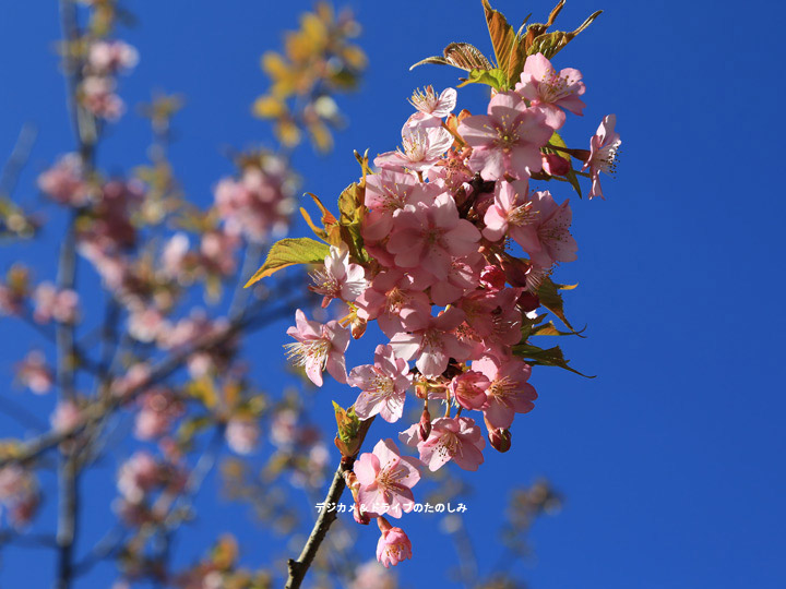 17.桜咲く