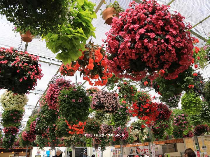 18.光とお花が素敵