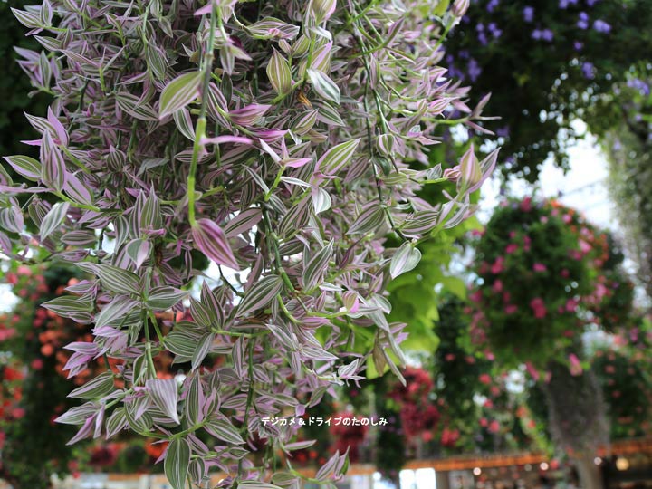 19.光とお花が素敵