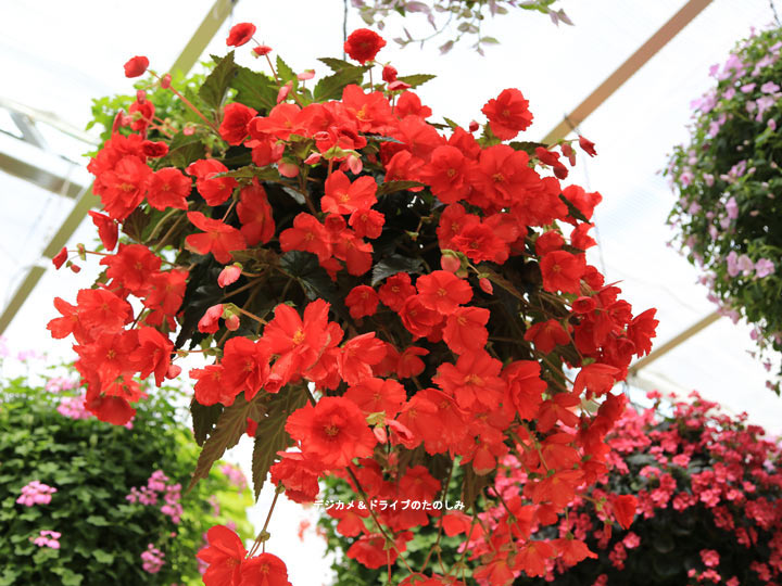 20.光とお花が素敵