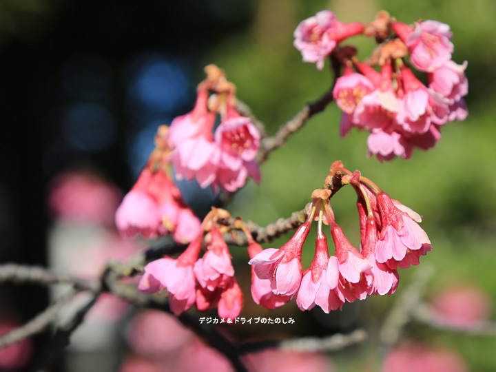 26.さくらを眺め 鎌倉時代・吾妻鏡・承久の乱を思う