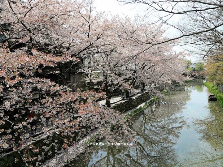 18.水と桜