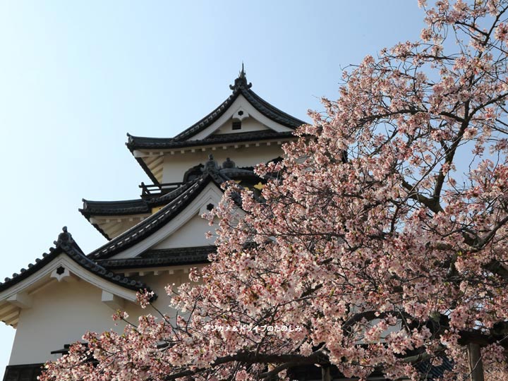 32.天守と桜