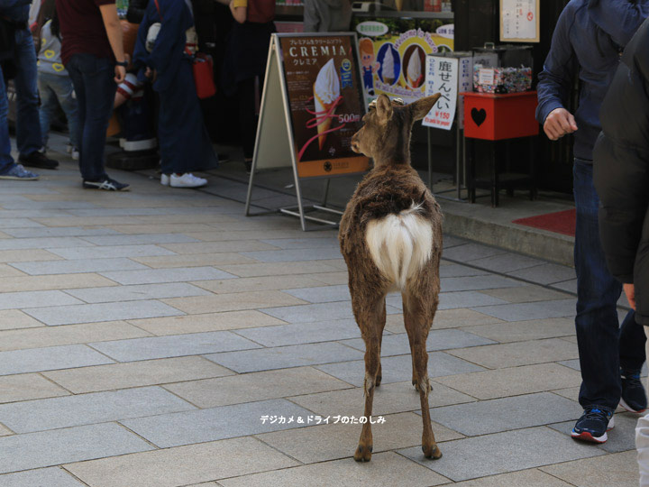 10.店先にもシカの姿