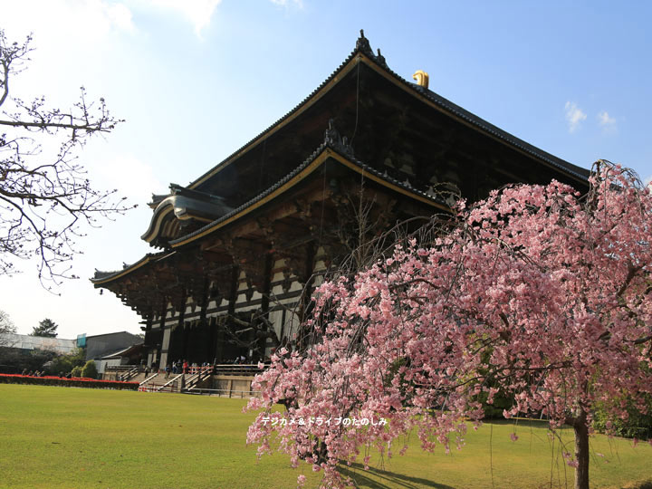 23.大仏殿としだれ桜