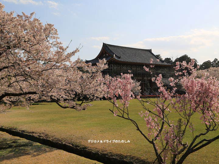 24.中門と桜