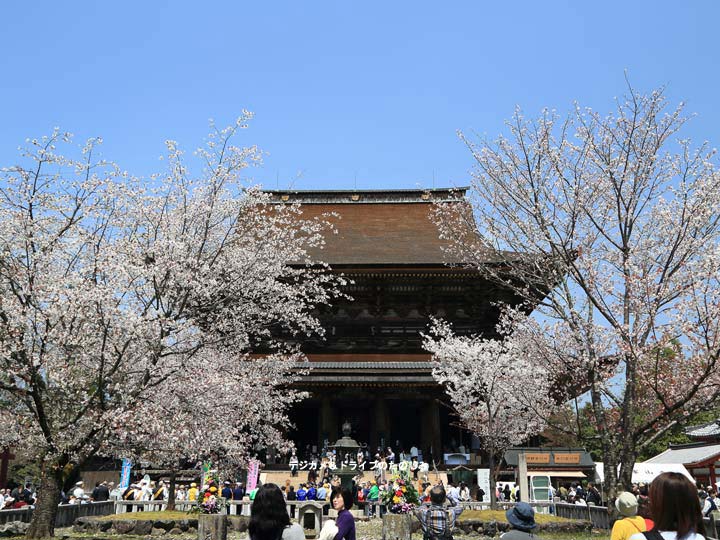 14.金峯山寺 本堂と桜