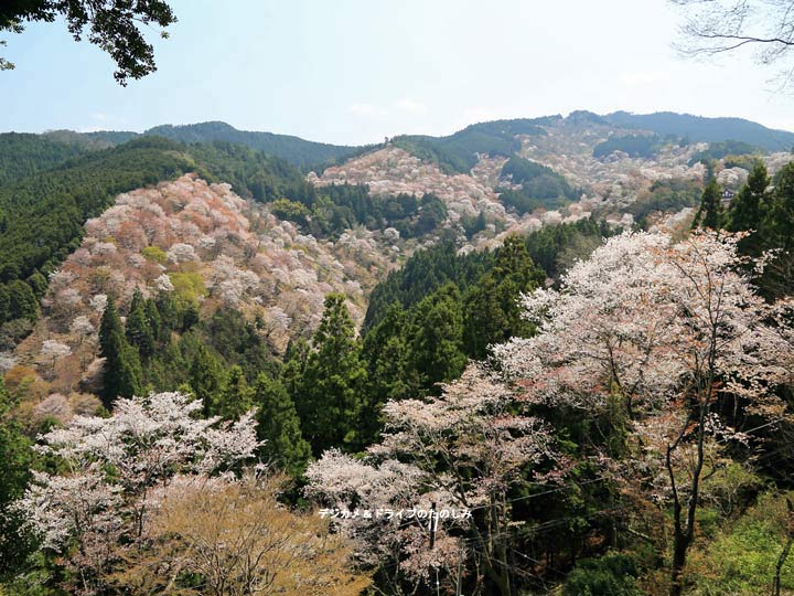 17.咲き誇る桜 上千本・中千本