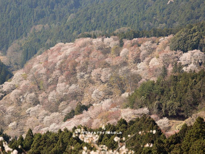 27.桜色に染まる山