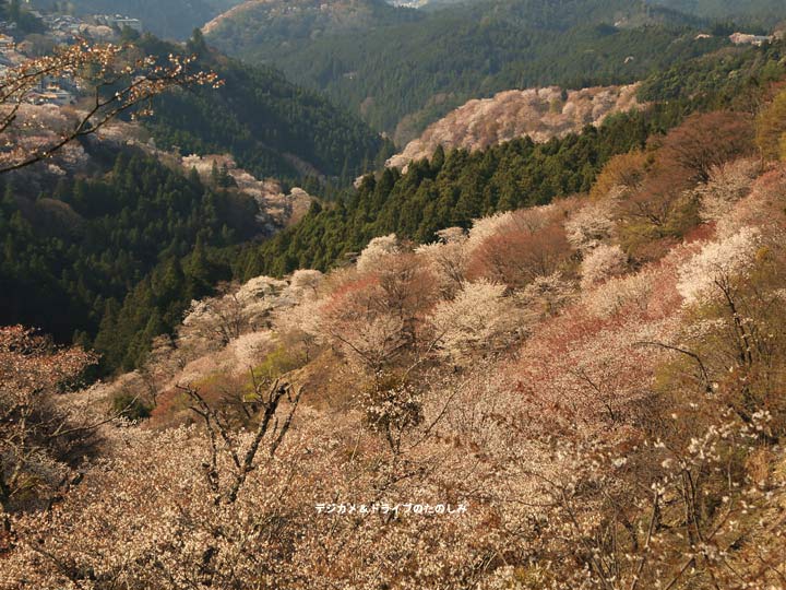 28.桜色に染まる山