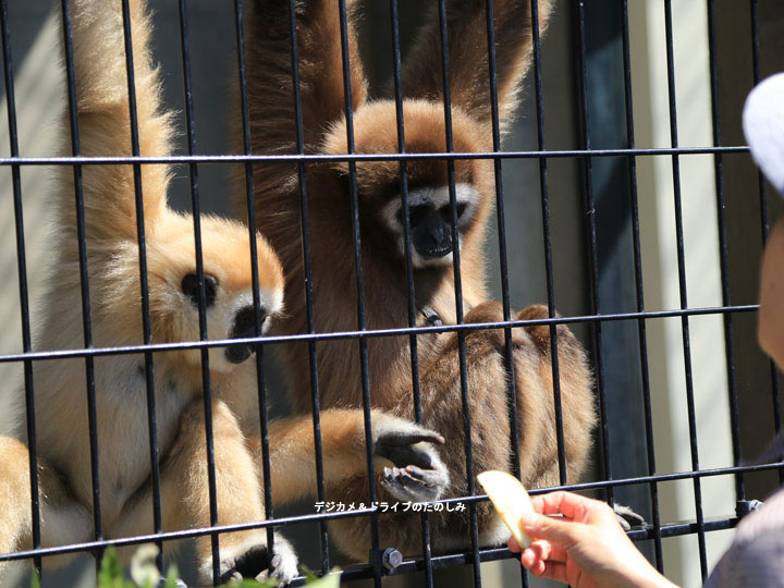 23.旭山動物園 てながざるのもぐもぐタイム