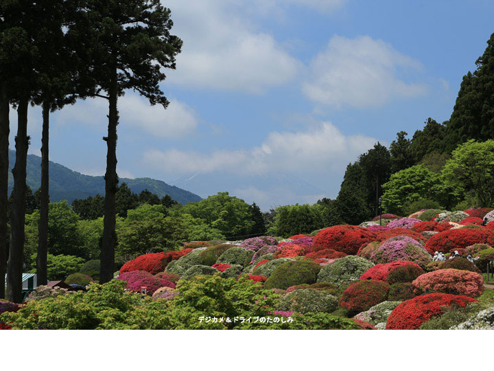 3.山のホテル ツツジ庭園