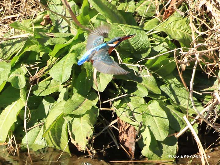 7.カワセミ