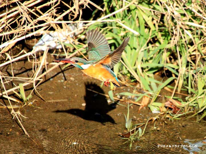 9.カワセミ