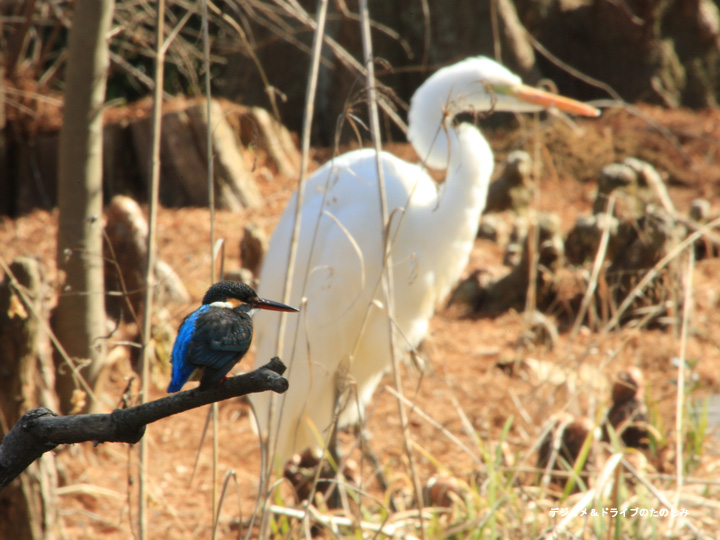 1.カワセミとサギ