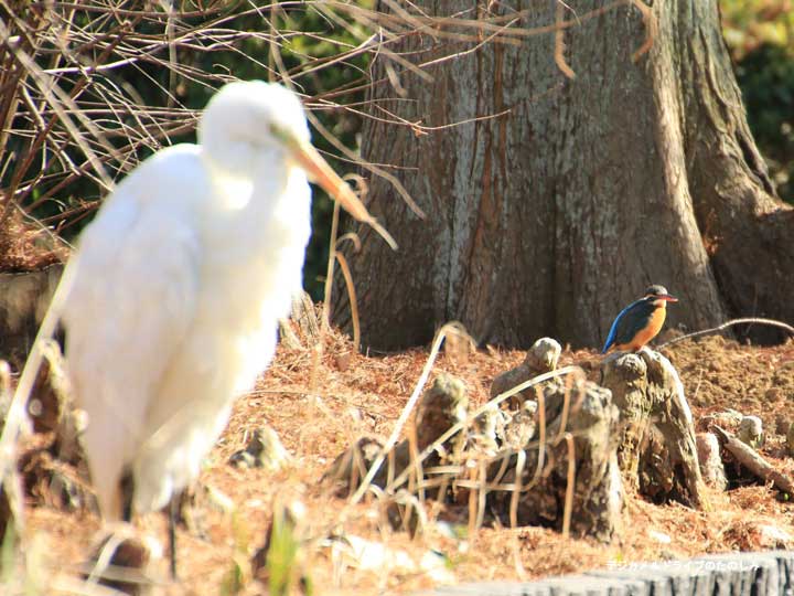 5.カワセミとサギ