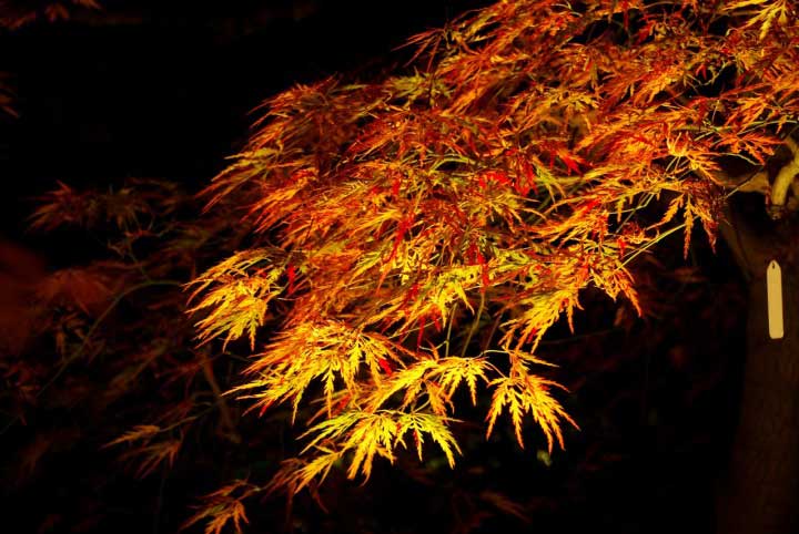 7.永観堂：ライトアップ