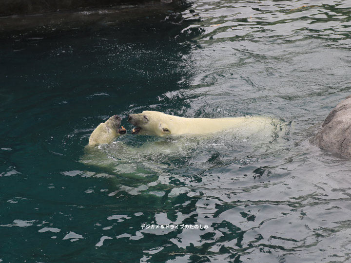 13.水中トンネルの上から