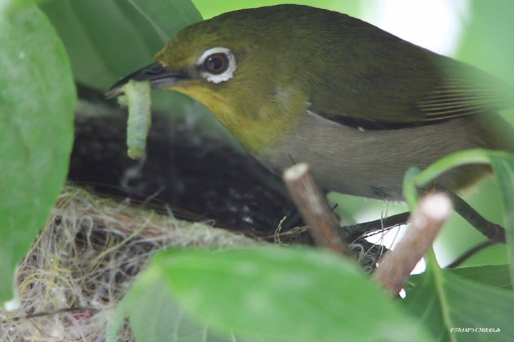 3.ご飯ですよ