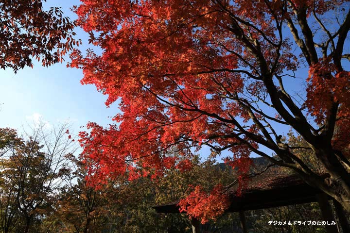 3.あずまやと紅葉 宮ヶ瀬ダム 