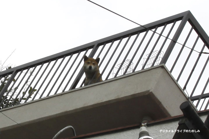16.屋上から犬も注目