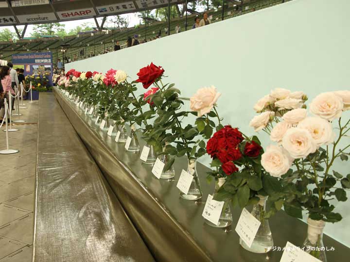 10.切バラの展示