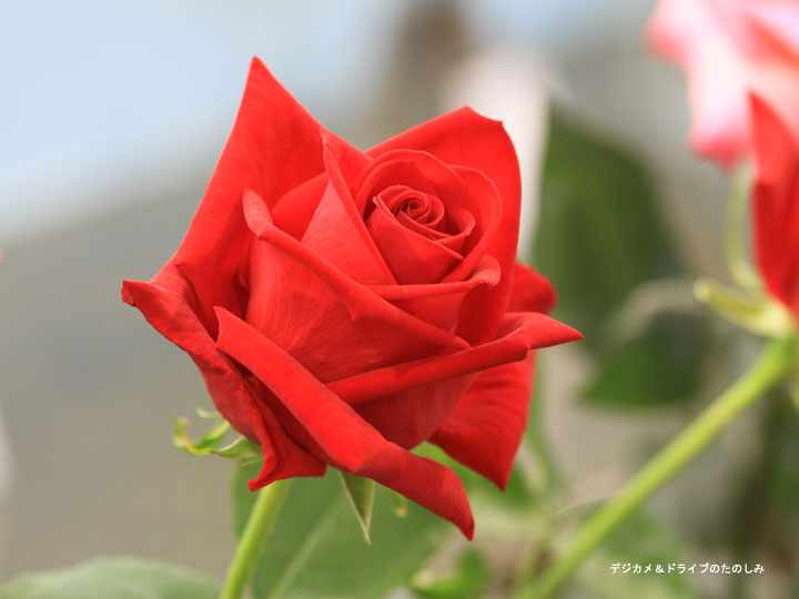 1.真っ赤なバラ
