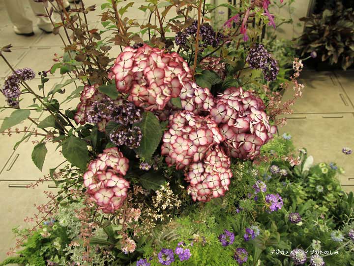 23.紫陽花の寄せ植え