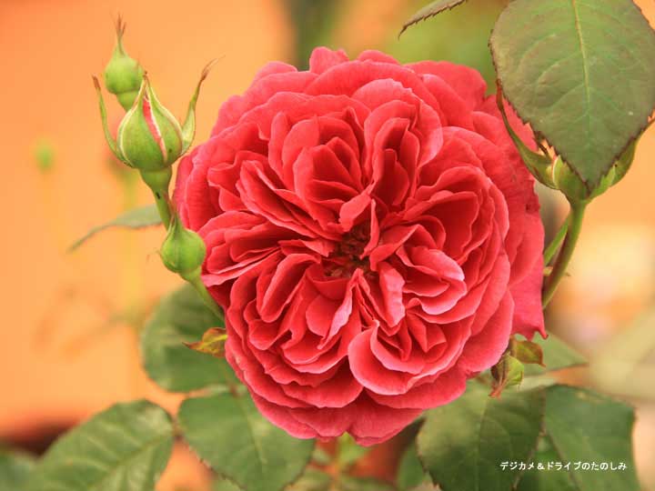 3.トルコのバラ