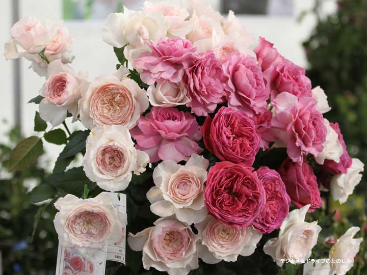 7.ピンクのバラの花束