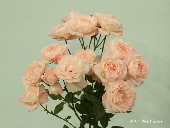 8.やさしいピンク