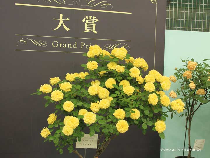 9.大賞の黄色いバラ